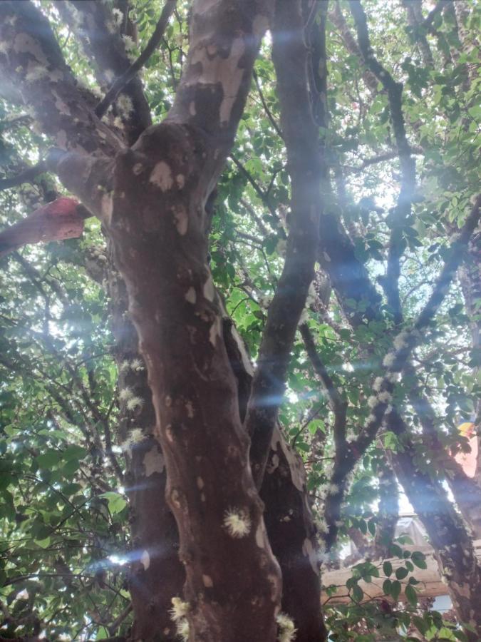 Hospedagem jabuticaba Belo Horizonte Exterior foto